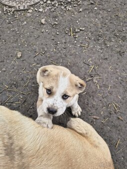 SAO/středoasijský pastevecký pes - 10