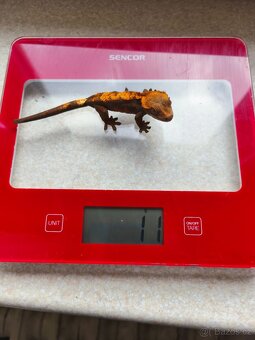 Pagekon řasnatý 0.1 - 10