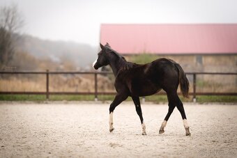 Roční American Quarter Horse black klisna, vnučka Gunnera - 10