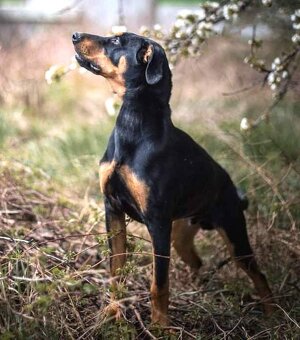 Úžasňák Lolek hledá domov - 10