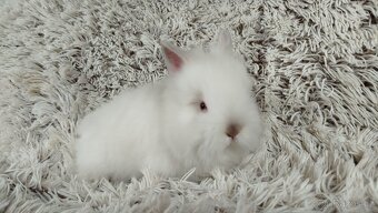 Zakrslý králík, králíček -(TEDDY)-HERBERT A HEIDY - 10