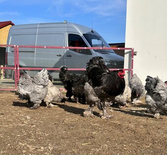 Brahmánka velká modrá a černá - 10