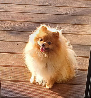 Malý špic x pomeranian pes - spěchá - 10