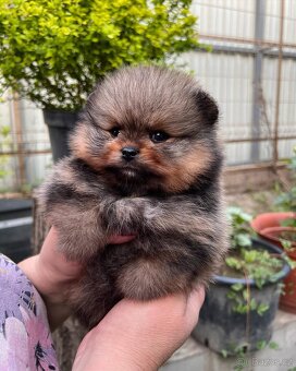 Pomeranian mini - 10