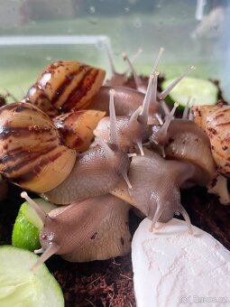 Oblovka síťkovaná (Lissachatina reticulata) 🐌 - 10