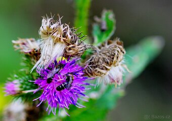 Tamron SP 90mm F/2.8 Di MACRO 1:1 USD Interní AF pro Sony - 10
