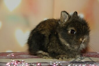 Zakrslí králíčci Teddy s VP -> doprava po ČR zajištěna - 10