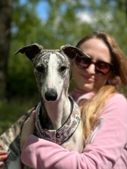 Nabídka krytí - whippet samec s PP, chovný vipet - 10