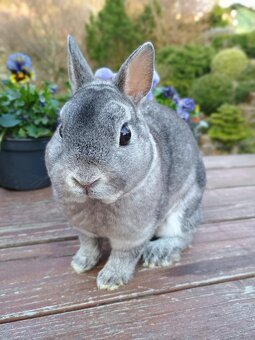 Zakrslý rex činčilový - 10