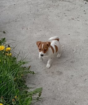 Jack russell terier  štěňátko k odběru ihned - 10