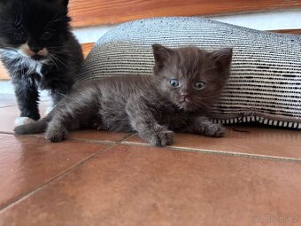 Britská koťátka - 10