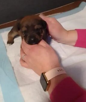 Prodávám stenata - 10