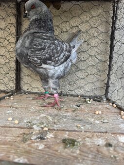 Prodam holuby king - 10