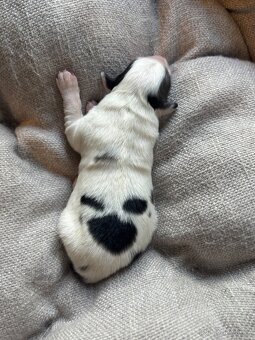 Štěňata Border kolie - kluci - 10