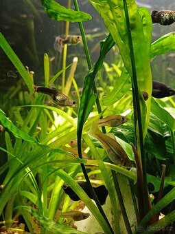 Prodej akvarijních rybiček, rostlin a šneků - 10