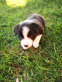 Štěňata Border Kolie - 10