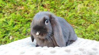 Zakrslý beránek, králíček, králík - PEGGY - 10