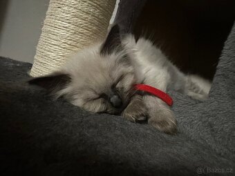 Koťátka Ragdoll - 10