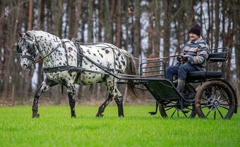Appaloosa roční klisna - HOMOZYGOT na černou a LP - 10