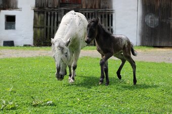 Elegantní minihorse - miniappaloosa hřebeček - 10