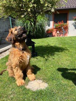 Briard s PP - 10