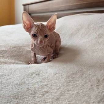 Kanadský sphynx bez PP - 10