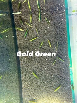 Neocaridina Krevety - 10