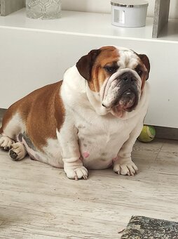 Anglický buldok štěně holčička - 10