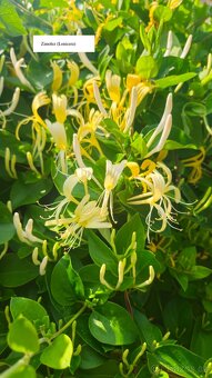 Přebytky ze zahrady - 10