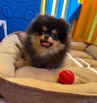 Pomeranian s PP - 10