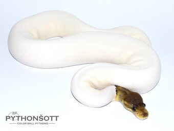 MLÁĎATA KRAJTY KRÁLOVSKÉ (Python regius) - 10