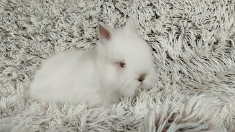 Zakrslý králíček, králík-(TEDDY)-HERBERT A HEIDY - 10