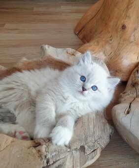 Ragdoll kocourek s PP, blue lynx mitted. - 10
