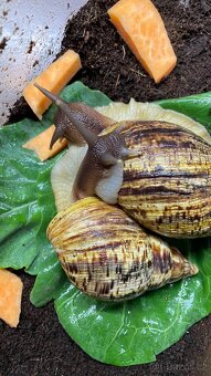 Lissachatina reticulata - africký šnek - 10