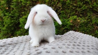 Zakrslý beránek, králíček, králík - TYMIÁN A HOLLY - 10