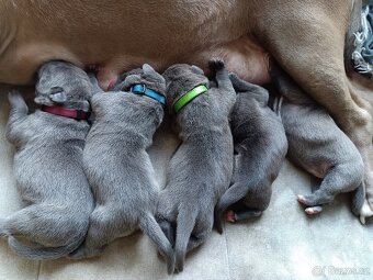 Štěňátka stafordšírský teriér - 10