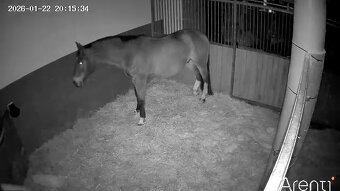 Drezúrní sedlo equiline, top stav - 10