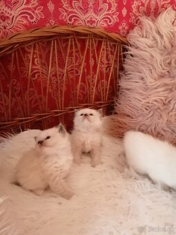 Ragdoll - 10