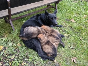 Šťěňata ovčáka - 10