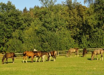 Ustájení koní na Šumavě - 10