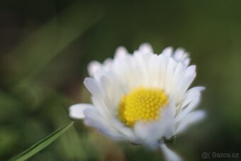 PENTACON AUTO 1,8/50 - 10