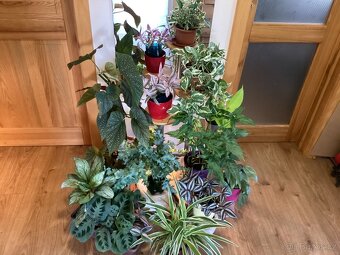 Pokojové kvetiny - 10