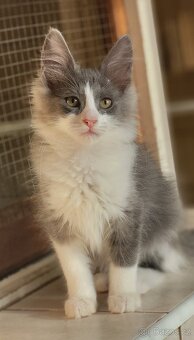 Turecká angora - koťátka s PP - 10