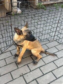 Belgický ovčák Malinois - 10