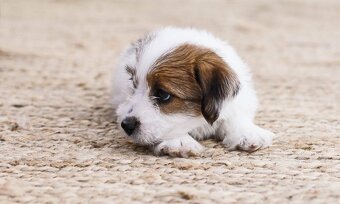 Jack Russell teriér s PP - 10