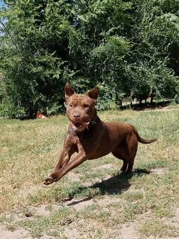 ARES K ADOPCI - zlomená něžná dušička - 10