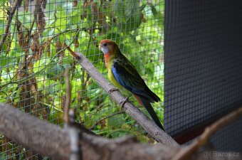 Prodám Rosela pestrá - 10