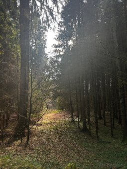 Lesní pozemek s dřevěnou chatou - 10