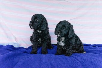 Cavapoo - 10