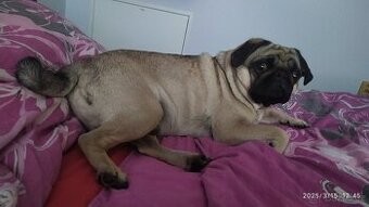 Tříletý Mops ke krytí - 10